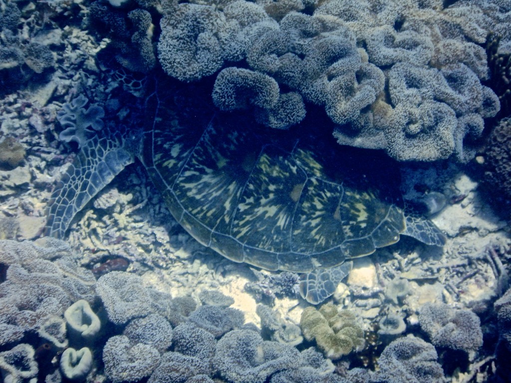 Giant Turtle, Snorkeling in Indonesia