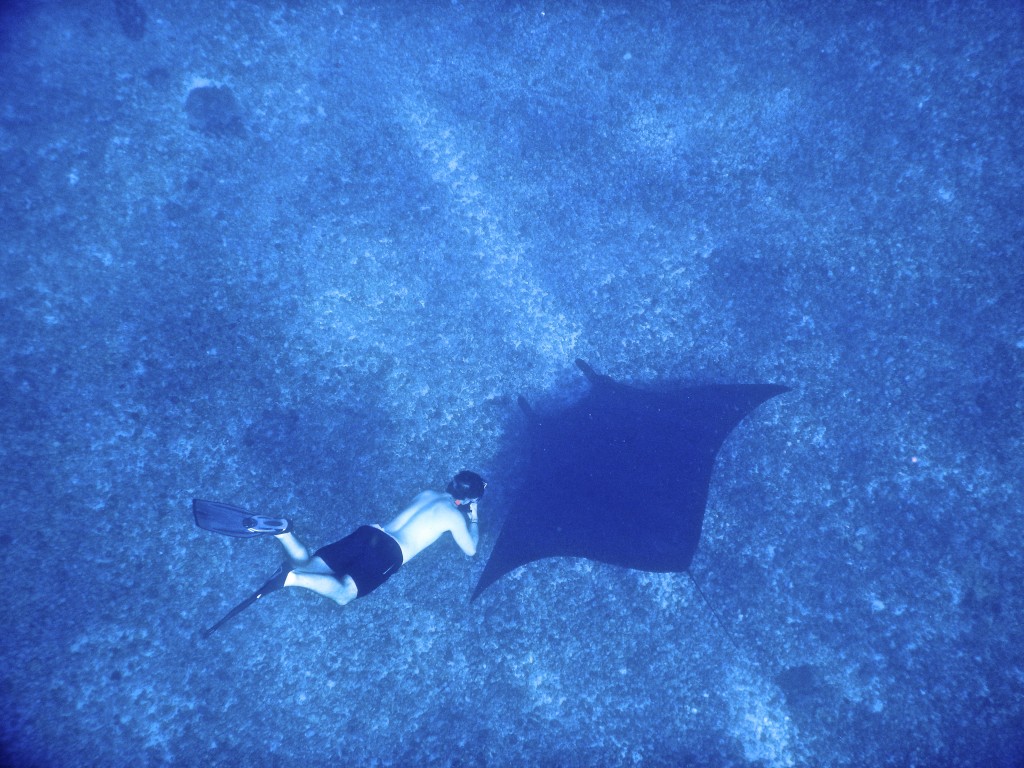 Manta Rays, Snorkeling in Komodo National Park