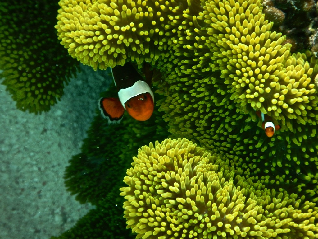 Snorkeling in Komodo National Park, Indonesia