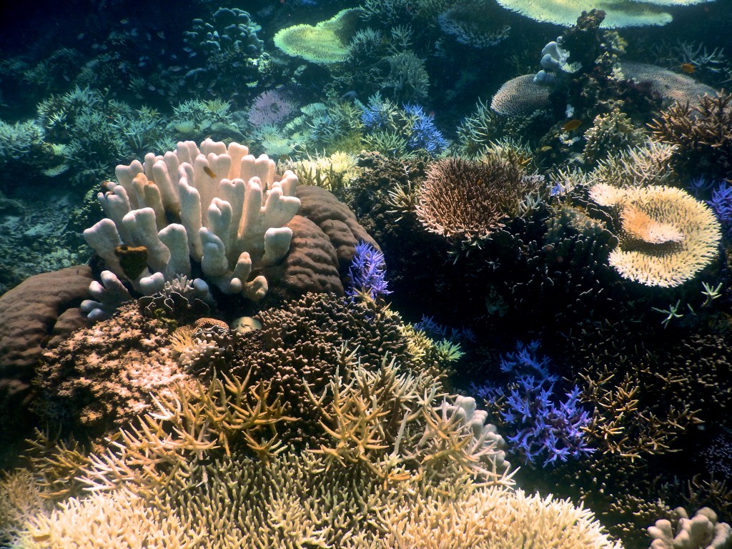Coral Reef, Indonesia