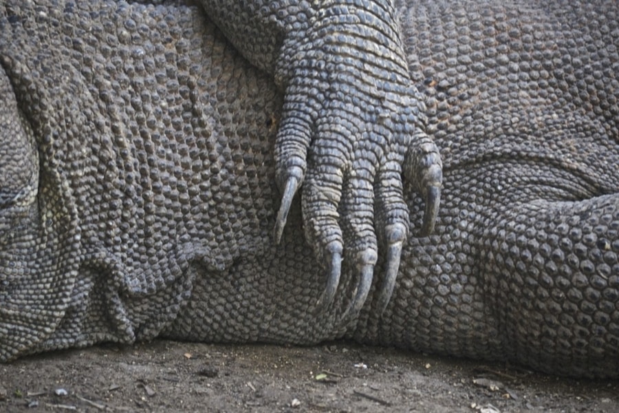 Komodo Dragon Claws