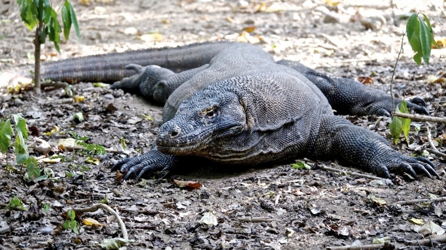 Komodo Dragon in Indonesia