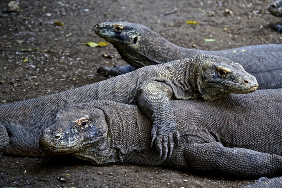 Komodo Dragons in Rinca