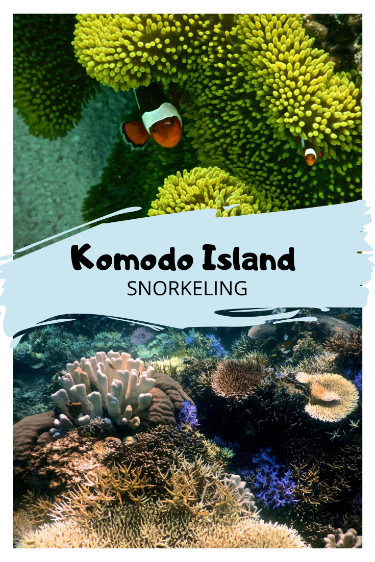 Snorkeling in Komodo National Park - Erika's Travels