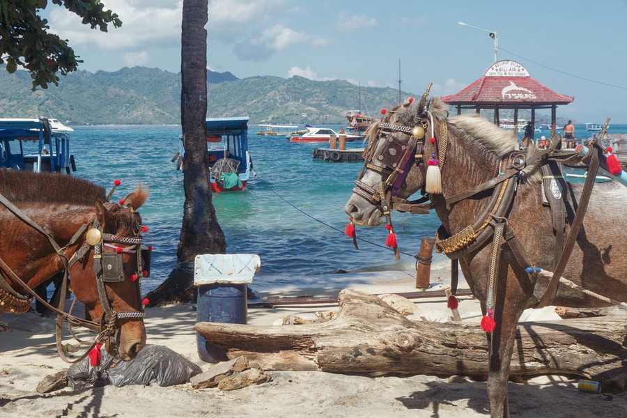 Horses on Gili Air Indonesia