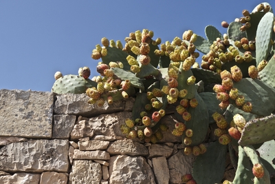 Countryside in Malta