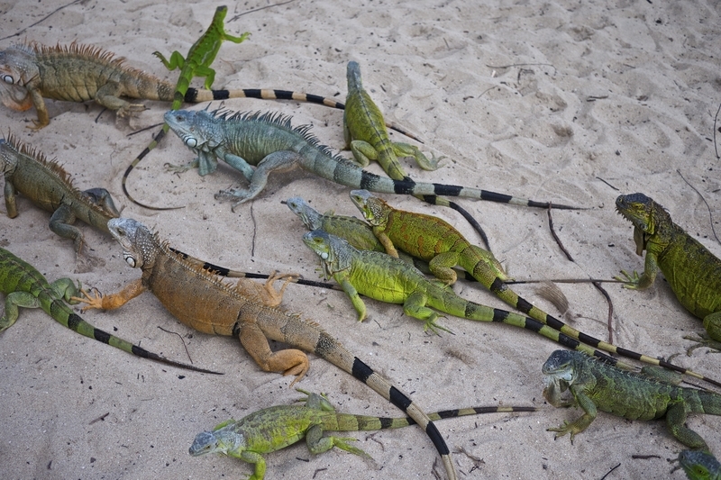 Iguanas at Pinel Island St Martin