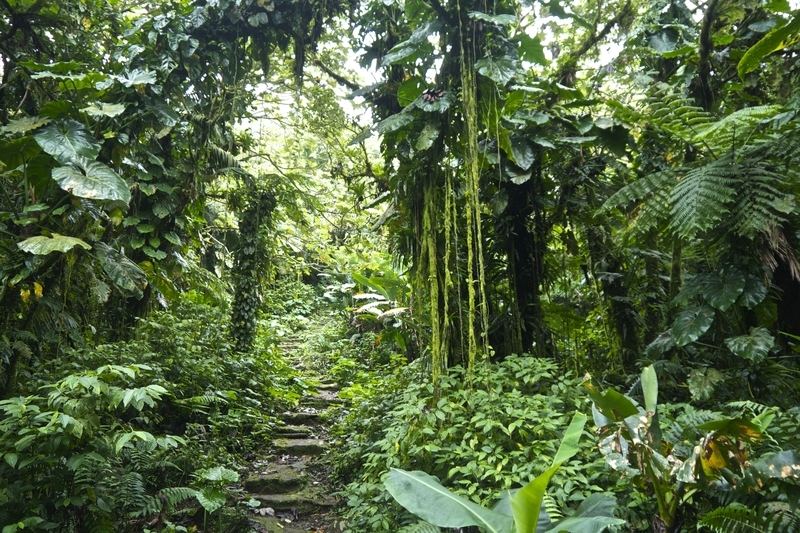 Hiking Mount Scenery on my Saba Day Trip from St Maarten