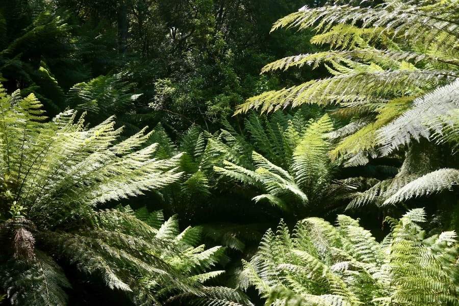 Great Otway National Park, Australia