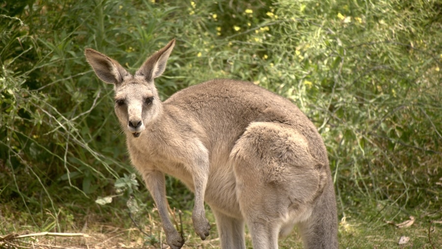 Kangaroo at the Anglesea Golf Club