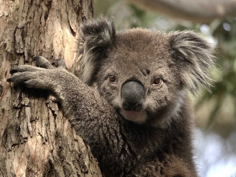 Kennett River Koala