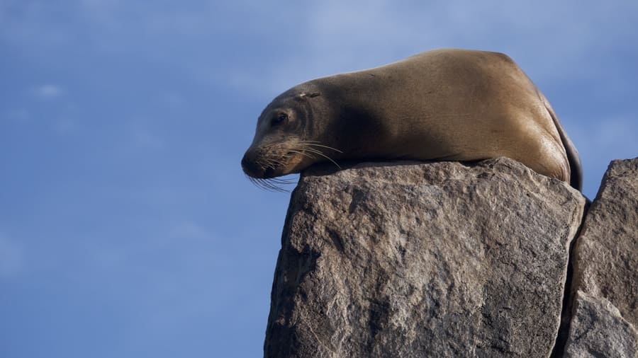 Sea lion at Land's End