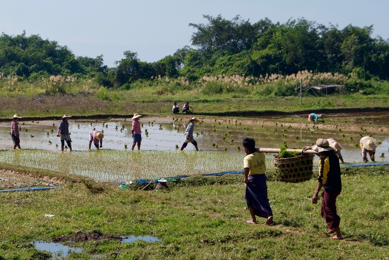 Local Life at Inle Lake