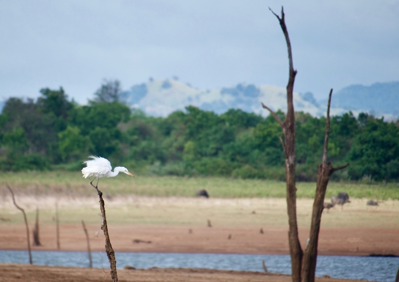 Safari in Udawalawe National Park