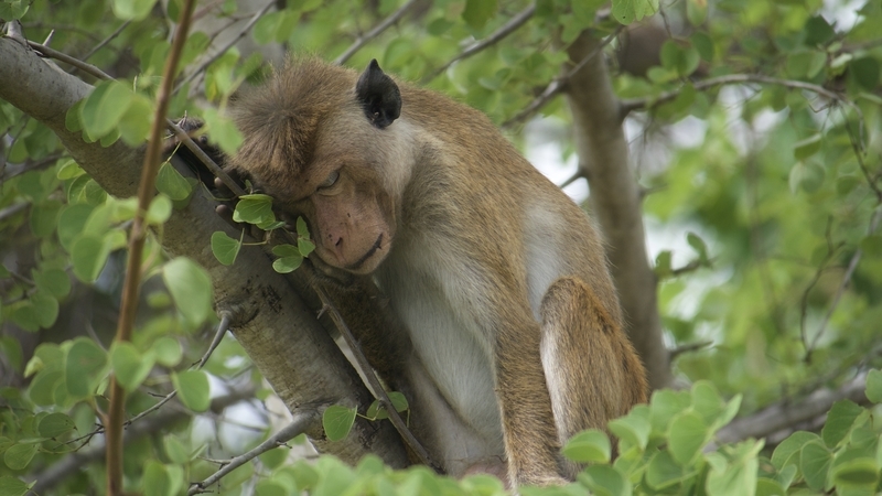 Monkey on an Udawalawe safari