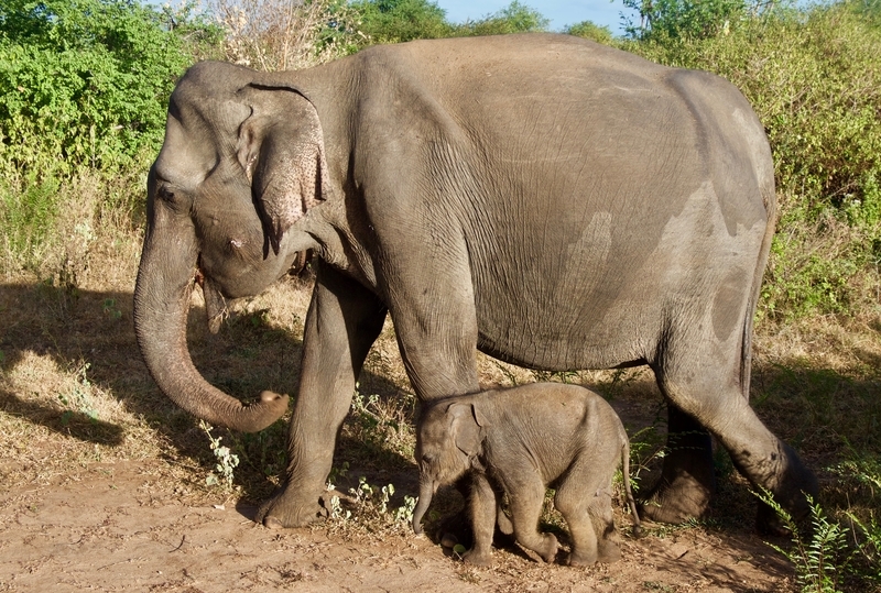 Elephants on an Udawalawe safari