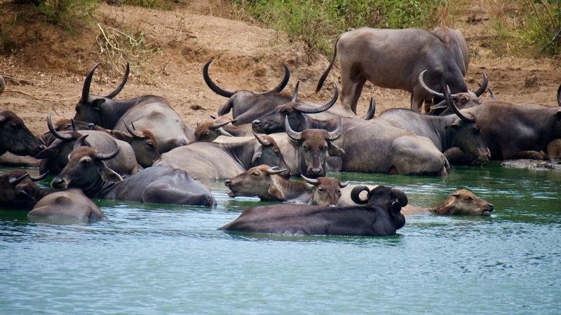 Water Buffalo in Sri Lanka