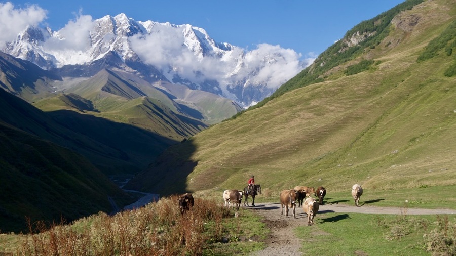 Cows and horses in Svaneti