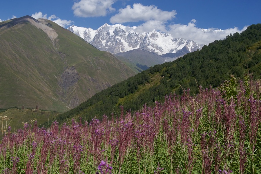 Svaneti wildflowers near Usghuli