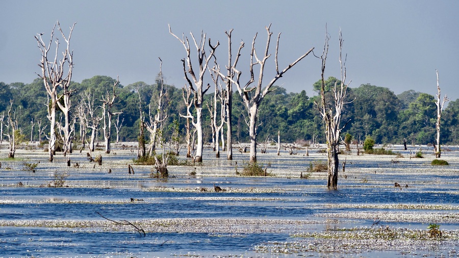 Dead trees in Nak Pean Lake