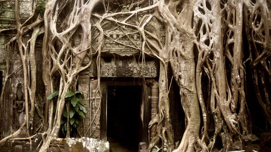 Overgrown tree in temple at Angkor Wat