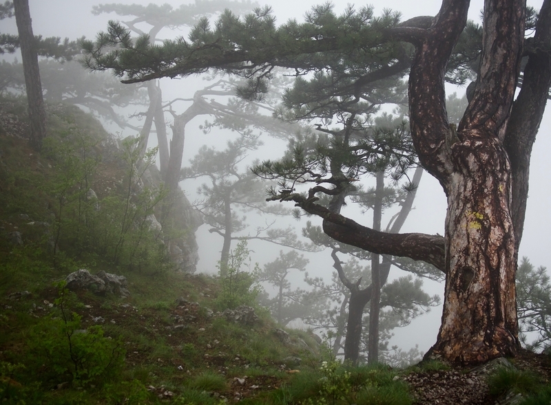 Cloudy day in Tara National Park