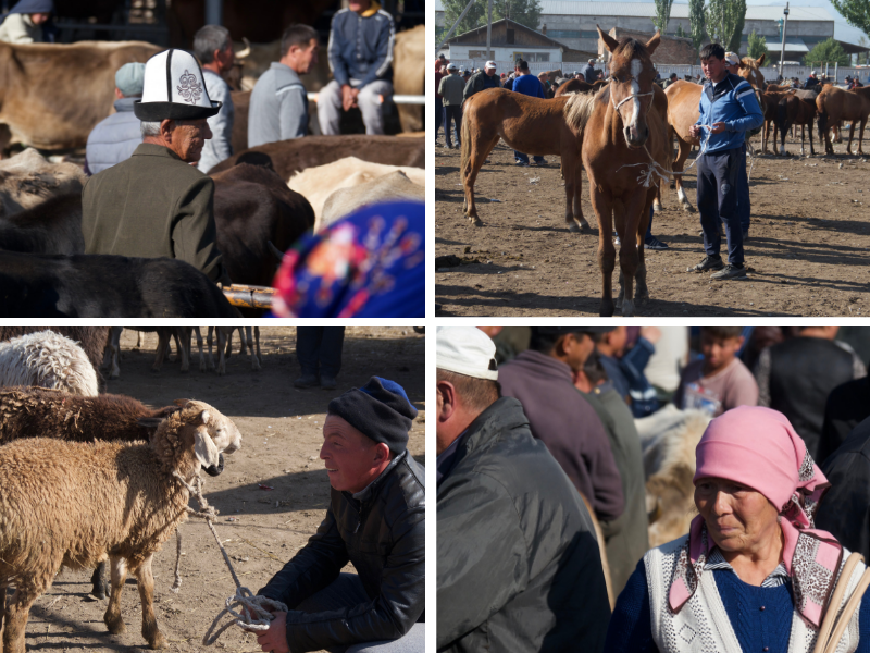 Sunday Livestock Market in Karakol Kyrgyzstan
