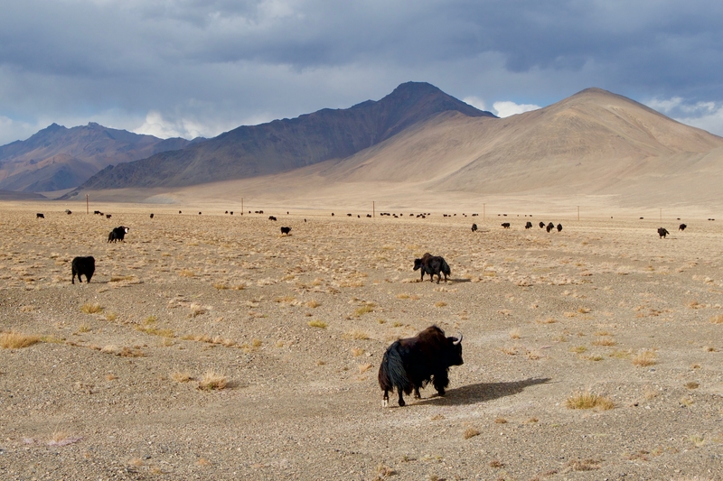 Yaks spotted during Pamir Highway road trip