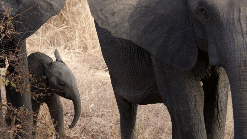 Elephants in Pendjari National Park