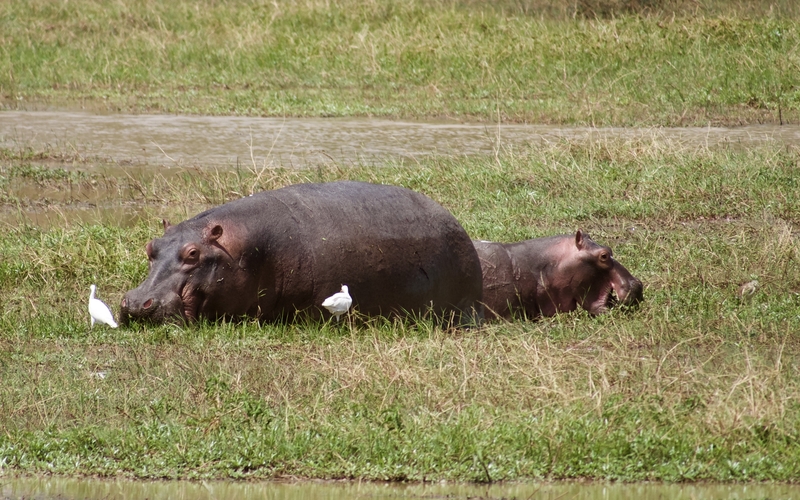 west african safaris