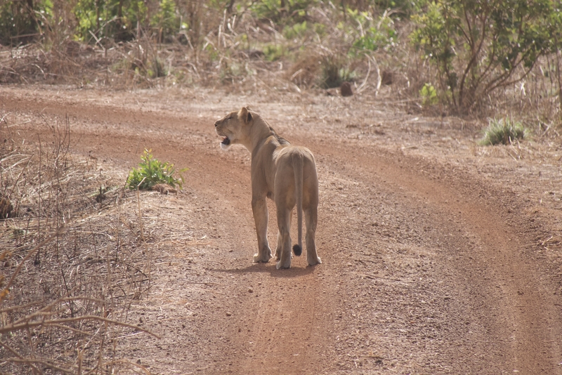 West African lion on a safari in Pendjari