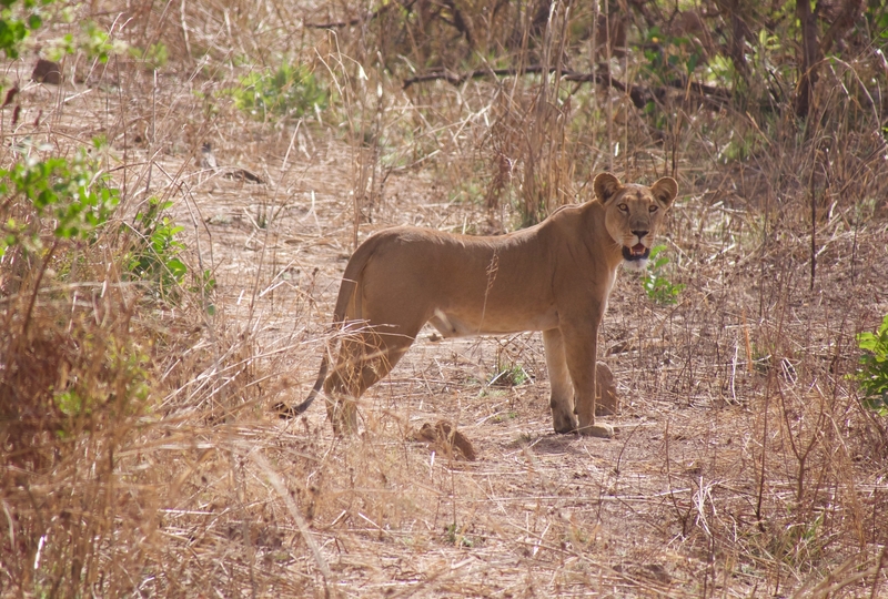 west african safaris