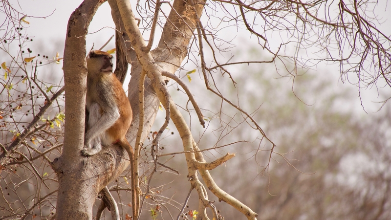 west african safaris