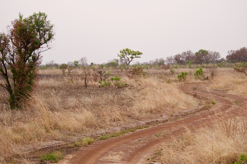 west african safaris