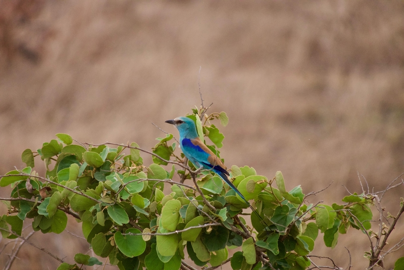 west african safaris