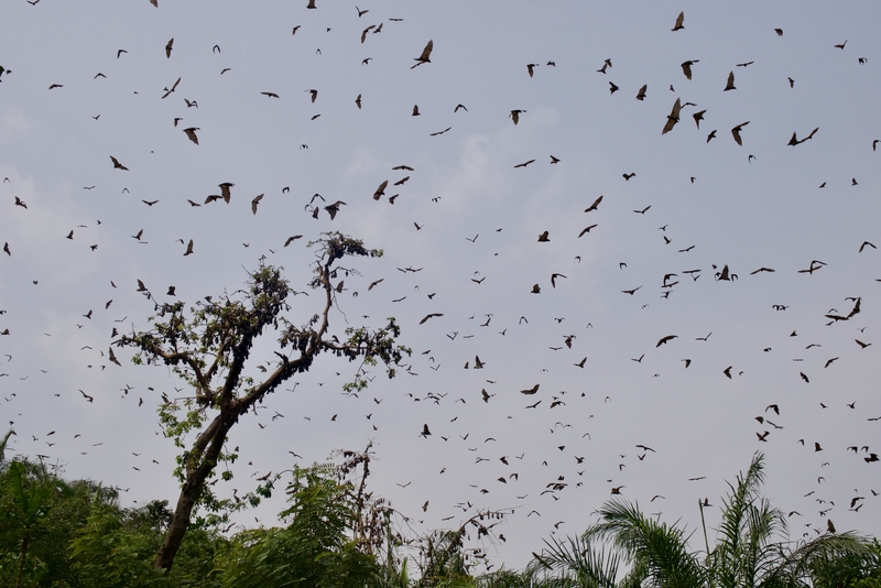 Bat Valley near Kpalime, Togo