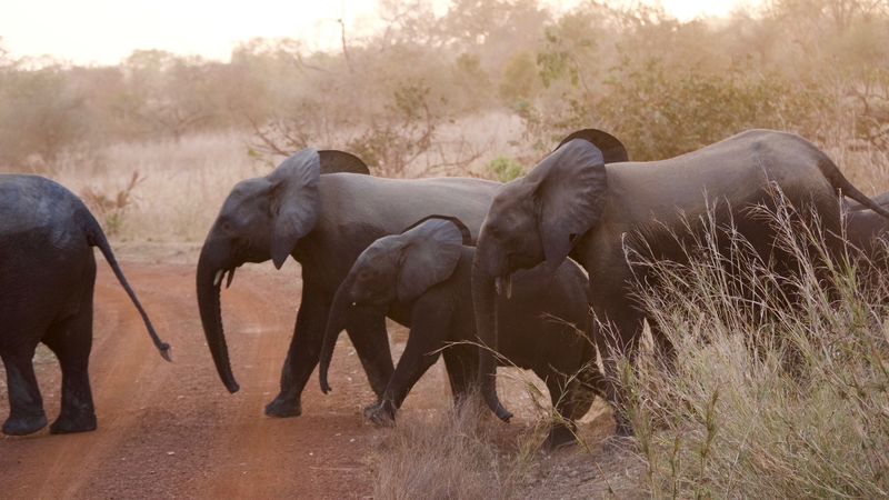 west african safaris