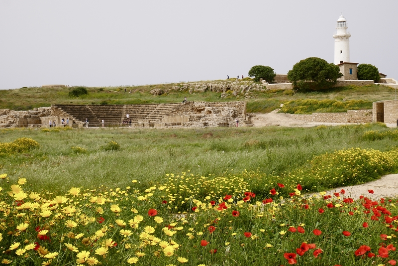 Wildflowers in Paphos, Cyprus
