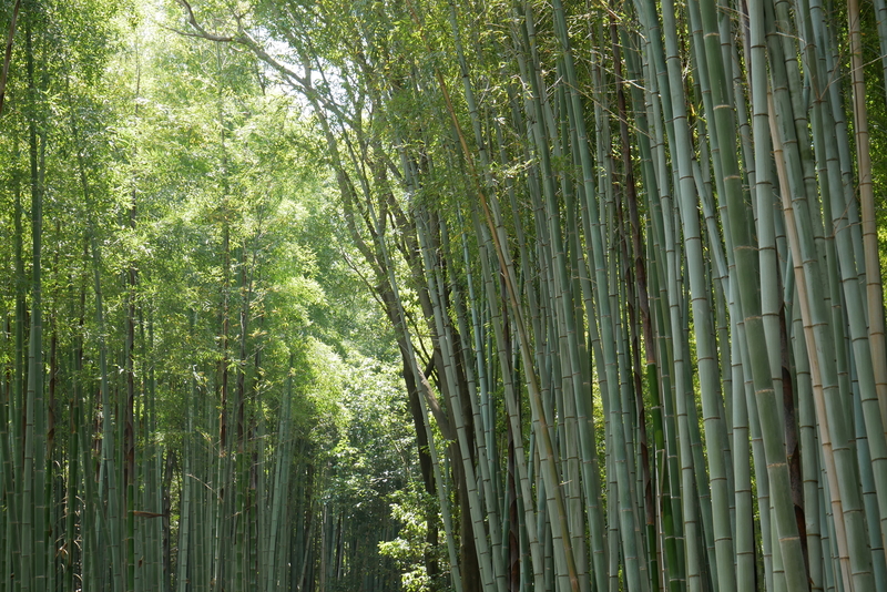 Arashiyama Bamboo Forest