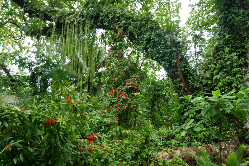 Jungle Scenery Micronesia