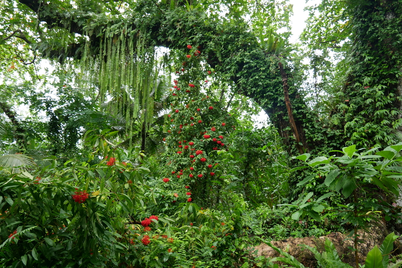 Jungle Scenery Micronesia