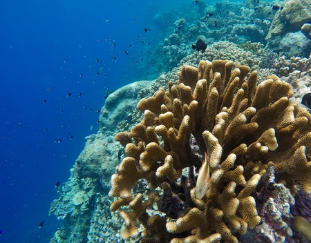 Snorkeling Manta Road, Micronesia