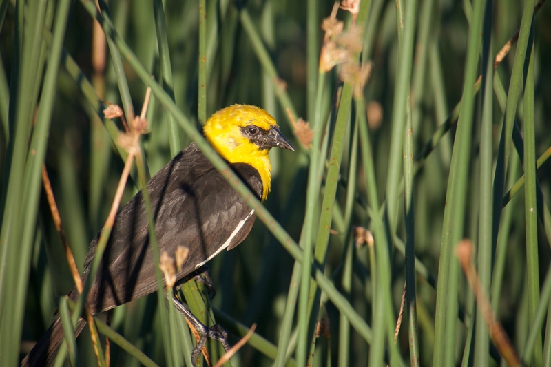 Malheur National Wildlife Refuge