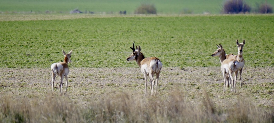 Pronghorn in North America
