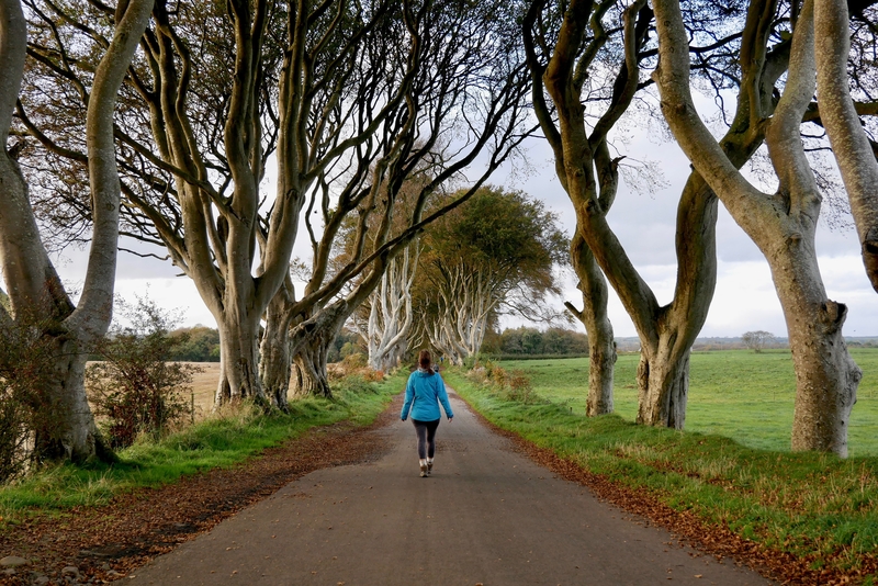 The Dark Hedges 