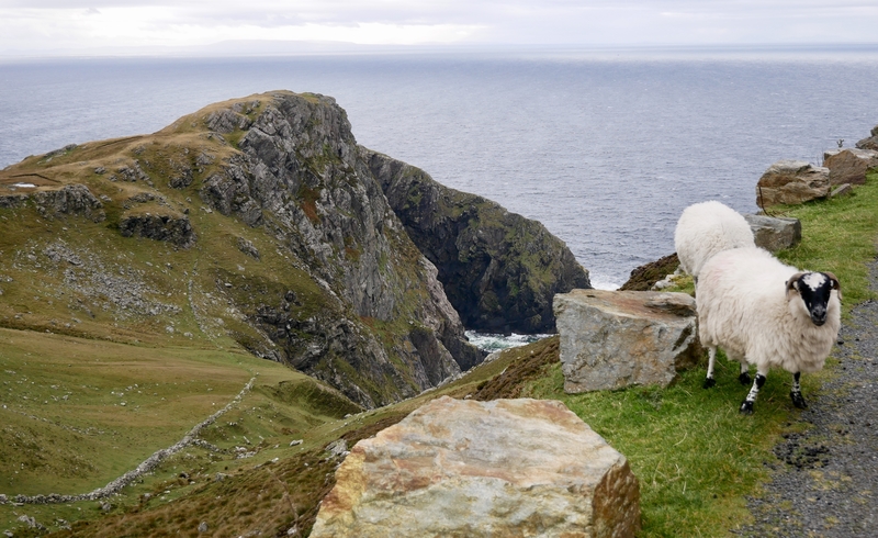 Sheep at the Sleive League Cliffs