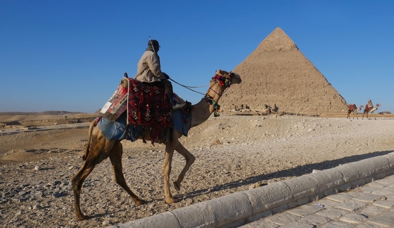 Camels at the Egyptian Pyramids of Giza