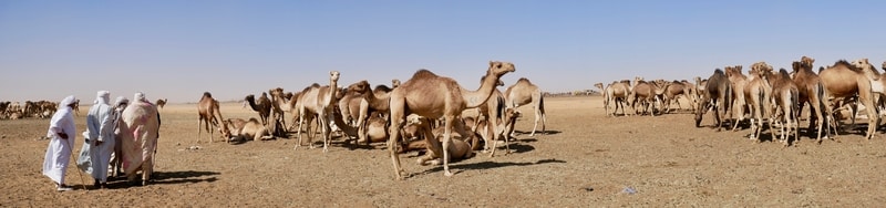 Khartoum Camel Market