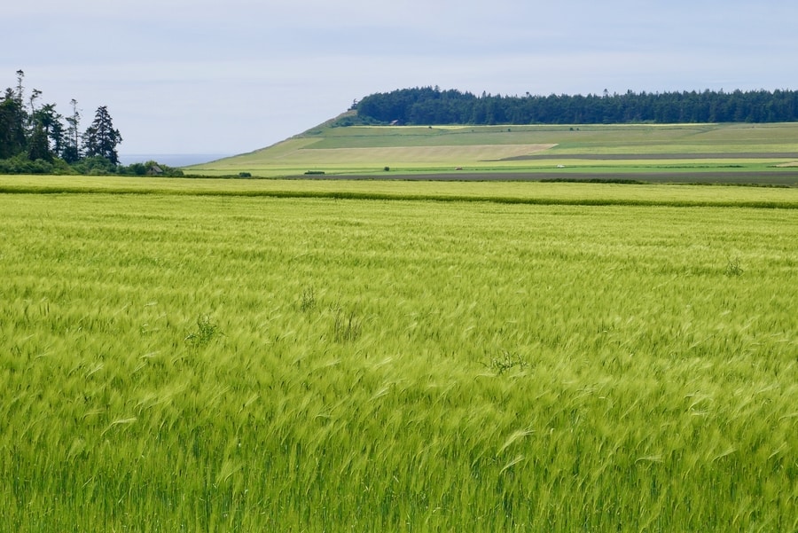 Ebey's Landing on Whidbey Island