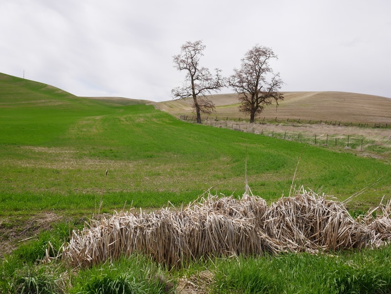 The Palouse Scenic Byway in Eastern Washington